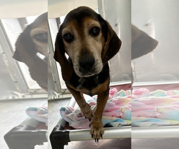 Medium Photo #2 Beagle-Unknown Mix Puppy For Sale in Rustburg, VA, USA