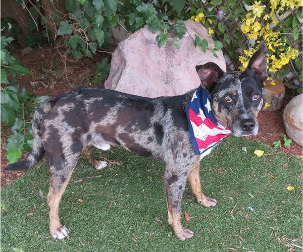 Medium Photo #1 Mutt Puppy For Sale in Oklahoma City, OK, USA