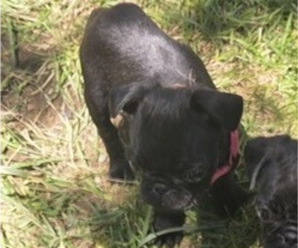 Medium Photo #3 Pug Puppy For Sale in HILLSDALE, MI, USA