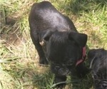 Small #2 Pug