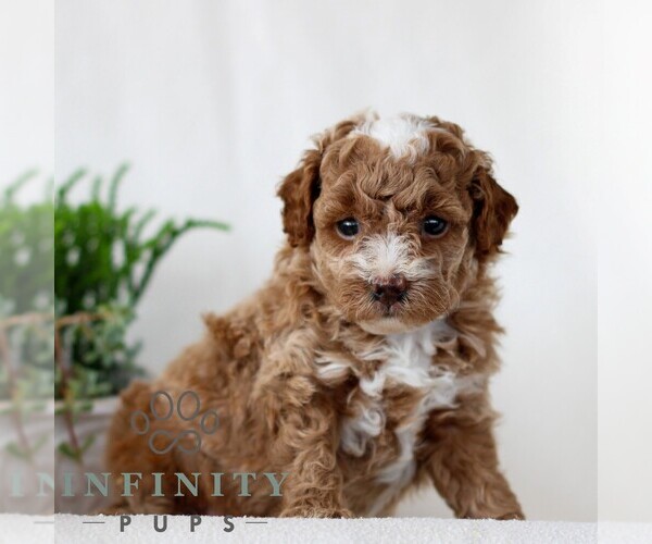 Medium Photo #1 Goldendoodle (Miniature) Puppy For Sale in NARVON, PA, USA