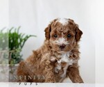 Small Goldendoodle (Miniature)