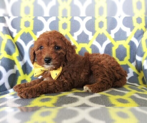 Medium Photo #5 Poodle (Miniature) Puppy For Sale in LANCASTER, PA, USA