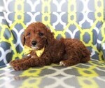 Small #4 Poodle (Miniature)