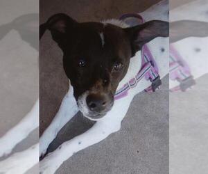 Mutt Dogs for adoption in San Antonio, TX, USA