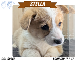 Medium Pembroke Welsh Corgi