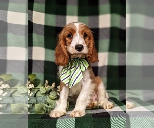 Cavapoo Puppy for sale in STEVENS, PA, USA