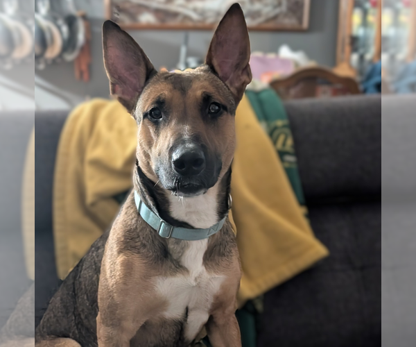 Medium Photo #8 Mutt Puppy For Sale in Fargo, ND, USA