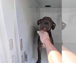 Small American Pit Bull Terrier Mix