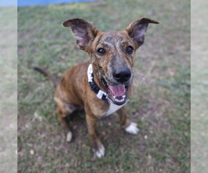 Mutt Dogs for adoption in San Antonio, TX, USA
