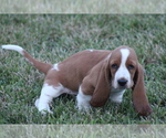 Small Photo #36 Basset Hound Puppy For Sale in MEMPHIS, MO, USA