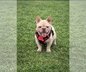 Mother of the French Bulldog puppies born on 11/22/2025