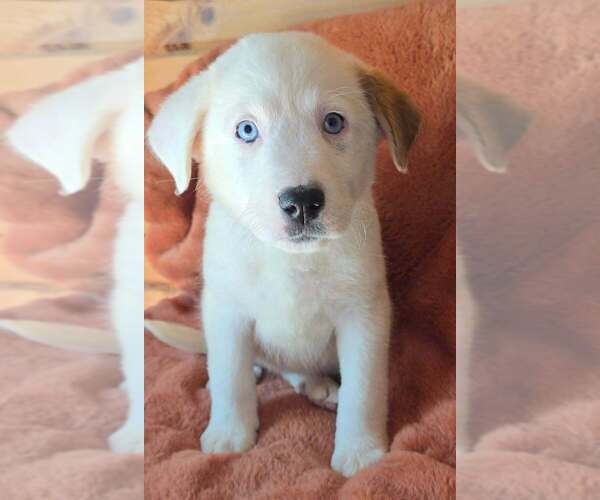 Medium Photo #2 Great Pyrenees-Unknown Mix Puppy For Sale in Brewster, NY, USA