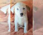 Small #1 Great Pyrenees Mix