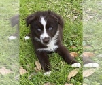 Small Photo #8 Australian Shepherd Puppy For Sale in SAINT JOHNS, FL, USA
