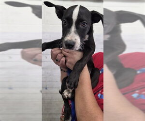 Mutt Dogs for adoption in San Bernardino, CA, USA