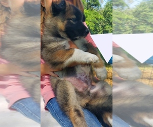 Medium Alaskan Malamute-German Shepherd Dog Mix