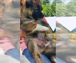 Puppy Boots Alaskan Malamute-German Shepherd Dog Mix