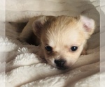 Small #5 Chihuahua