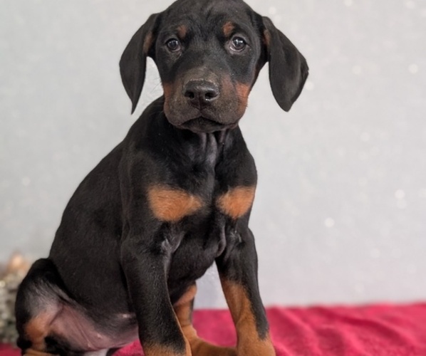 Medium Photo #69 Doberman Pinscher Puppy For Sale in GOSHEN, IN, USA