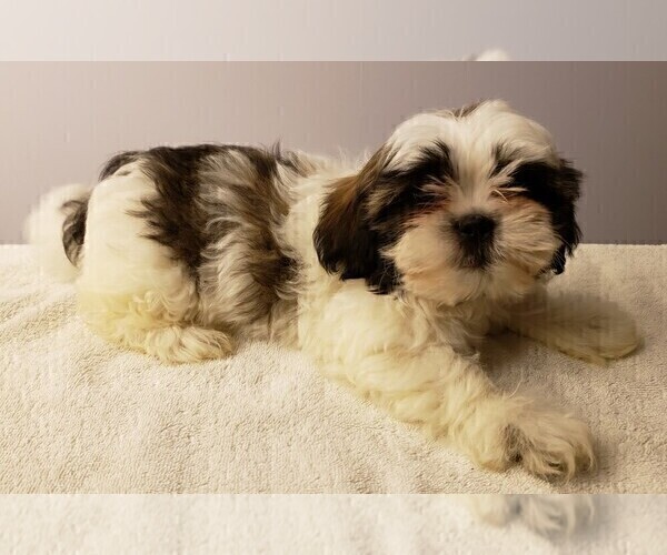 Medium Photo #9 Shih Tzu Puppy For Sale in BEVIS, OH, USA