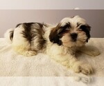 Small Photo #9 Shih Tzu Puppy For Sale in BEVIS, OH, USA