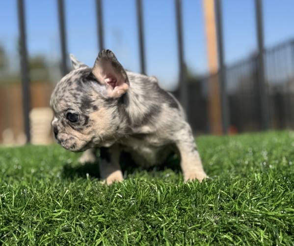 Medium Photo #22 French Bulldog Puppy For Sale in VIRGINIA BEACH, VA, USA