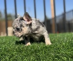 Small #21 French Bulldog