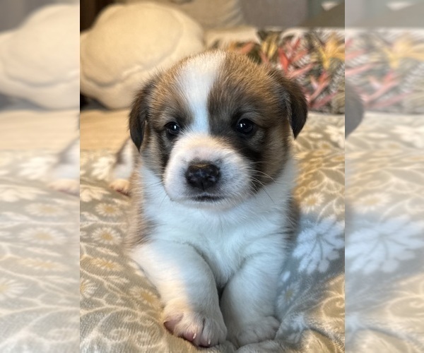 Medium Photo #25 Pembroke Welsh Corgi Puppy For Sale in GRAND RAPIDS, MI, USA