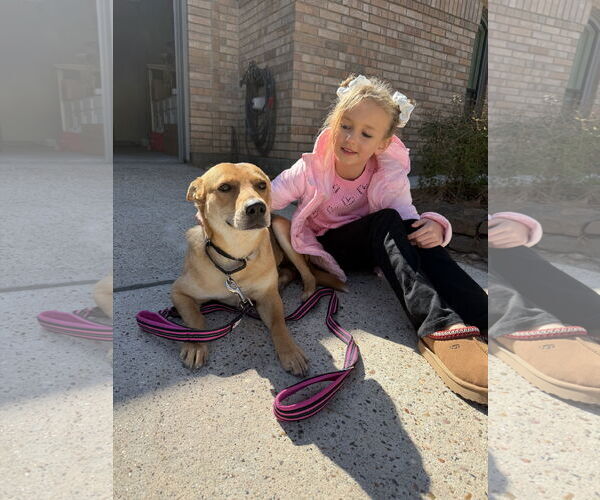 Medium Photo #2 Labrador Retriever-Unknown Mix Puppy For Sale in The Woodlands, TX, USA