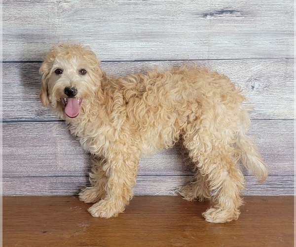 Medium Photo #3 Goldendoodle (Miniature) Puppy For Sale in SHAWNEE, OK, USA