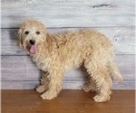 Small Photo #3 Goldendoodle (Miniature) Puppy For Sale in SHAWNEE, OK, USA