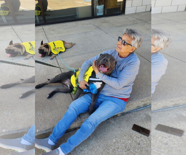 Medium Photo #1 American Pit Bull Terrier Puppy For Sale in Dallas, TX, USA