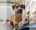 Small #1 Labrador Retriever Mix