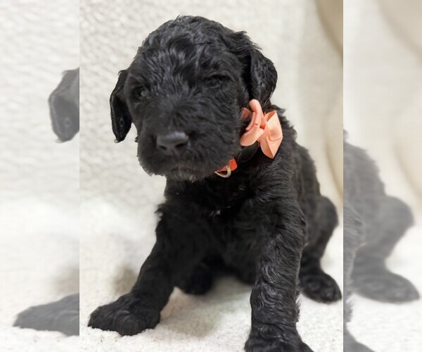 Medium Photo #3 Goldendoodle Puppy For Sale in HARTFORD, AL, USA