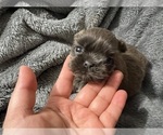Puppy 1 Shih Tzu