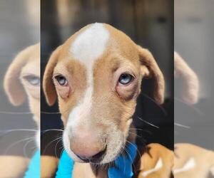 American Staffordshire Terrier-Unknown Mix Dogs for adoption in San Antonio, TX, USA