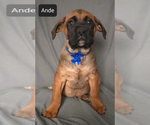 Cane Corso Puppy for sale in MINERAL WELLS, WV, USA