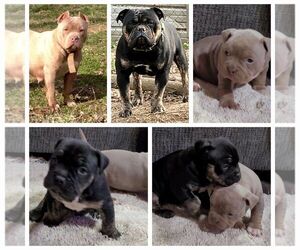 American Bully Puppy for sale in TAYLORSVILLE, KY, USA