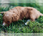 Small #2 Poodle (Standard)