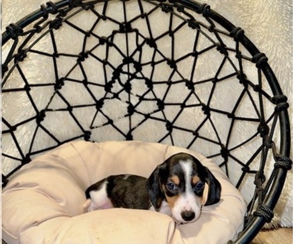 Medium Photo #3 Dachshund Puppy For Sale in WEBSTER, FL, USA