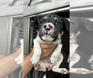 Labrador Retriever-Unknown Mix Dogs for adoption in Pasadena, TX, USA