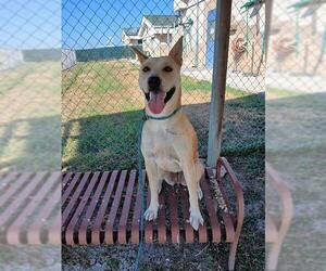 GUERA - Female Siberian Husky-Unknown Mix Dog for Adoption - Photo #2