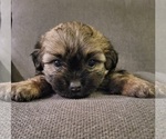 Small #2 Auss-Tzu