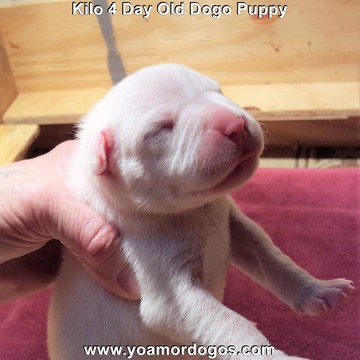 Medium Photo #141 Dogo Argentino Puppy For Sale in JANE, MO, USA