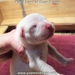 Small Photo #141 Dogo Argentino Puppy For Sale in JANE, MO, USA