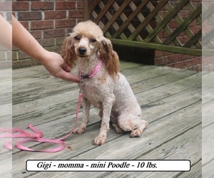 Mother of the Poodle (Miniature) puppies born on 06/06/2025