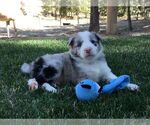 Small Photo #2 Border Collie Puppy For Sale in MARIPOSA, CA, USA