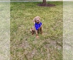 Small Photo #8 Labrador Retriever Puppy For Sale in ALEXANDRIA, VA, USA