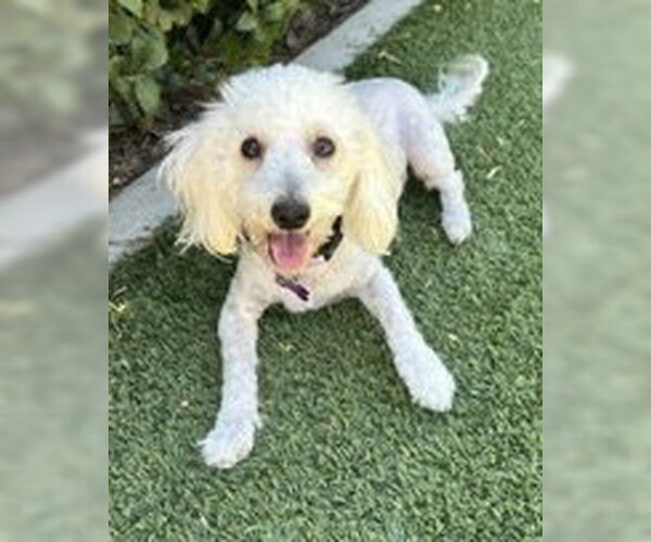 Medium Photo #1 Maltipoo (Miniature) Puppy For Sale in Corona, CA, USA